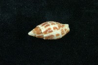 藏品(縱斑筆螺)的圖片